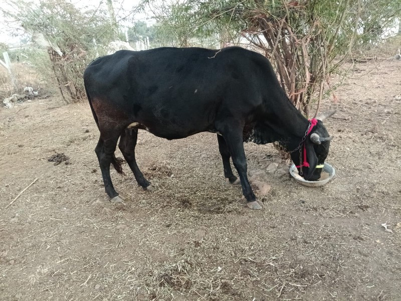 ગા વેચવાની છે