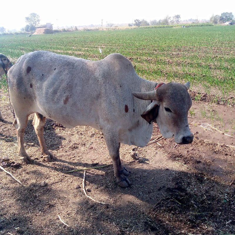 આ ગાય વેચવાની છ...