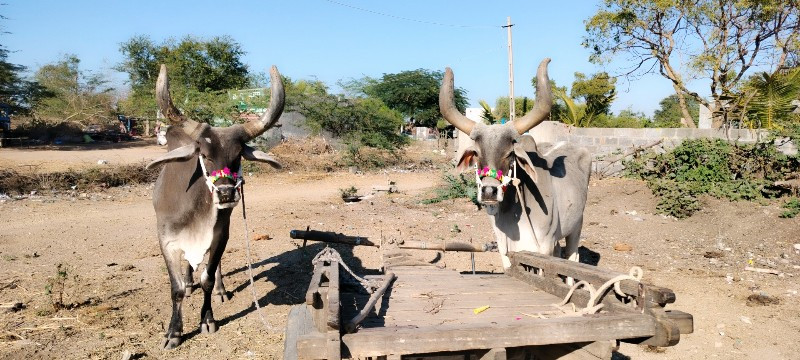 વઢીયારા બળદ.વેચ...