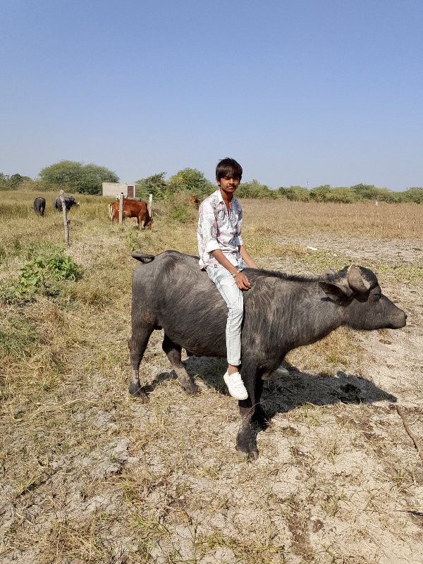 પાડો