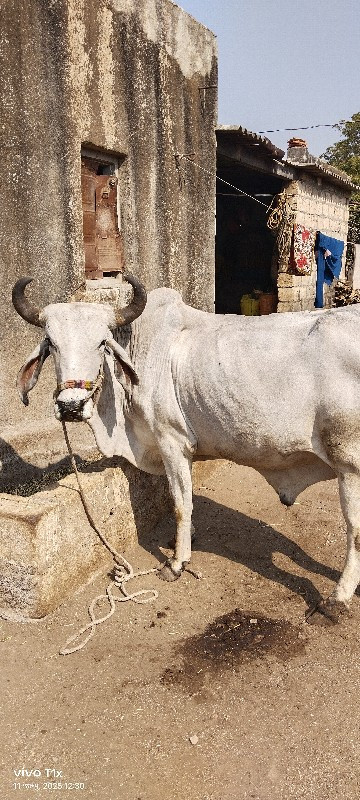 આ ગોઢલા વેશવાના...