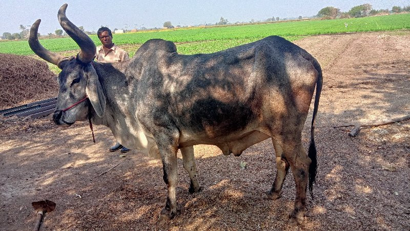 બળદ વેચવાનો છે