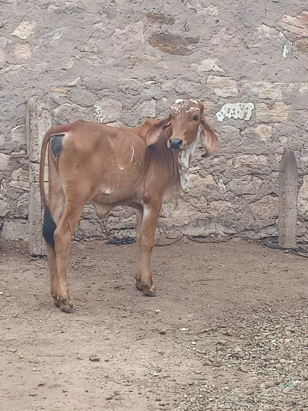 gir cow
sell