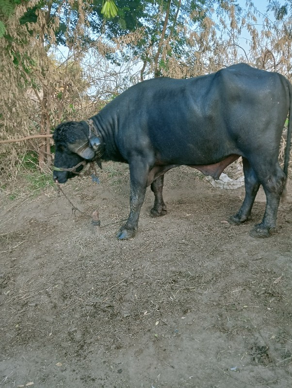 પાડો વેચવાનો છે