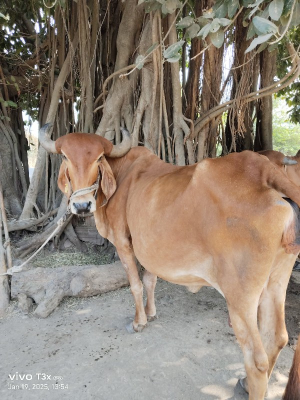 ગીર ગાય વેચવાની...