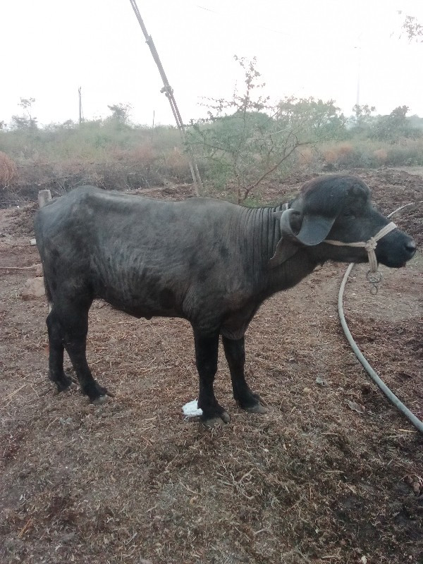 પાડો