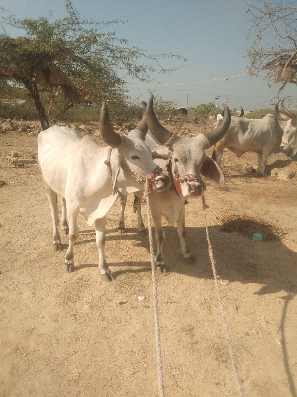 ઘોડલા વેસવાના સ...