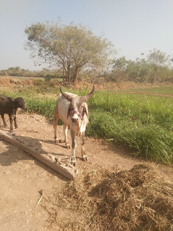 ગોઢલો વેચવાને છ...