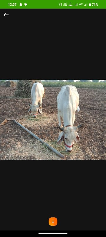 ગોઢલા વેચવાના છ...