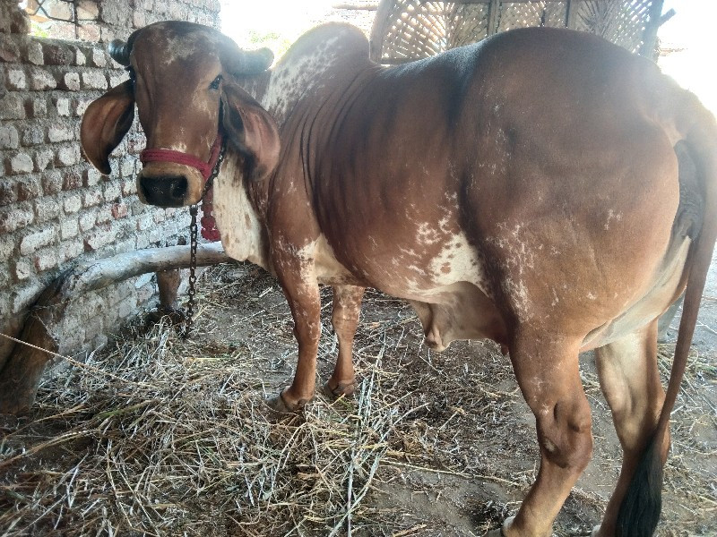 ગાય મફત આપવાની...