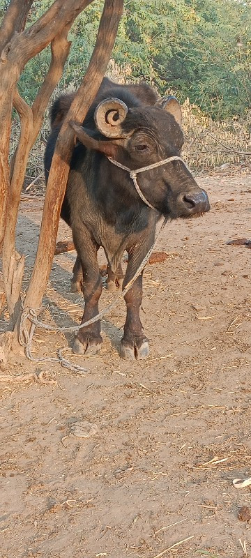 ભેંસ વેચવાની છે