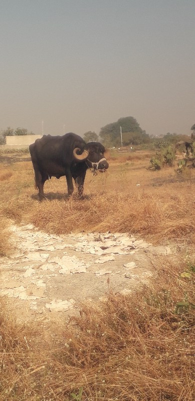 ભેંસ વેચવાની છે