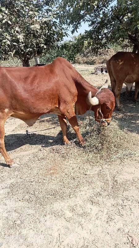 2 બે વાવણીયા આપ...