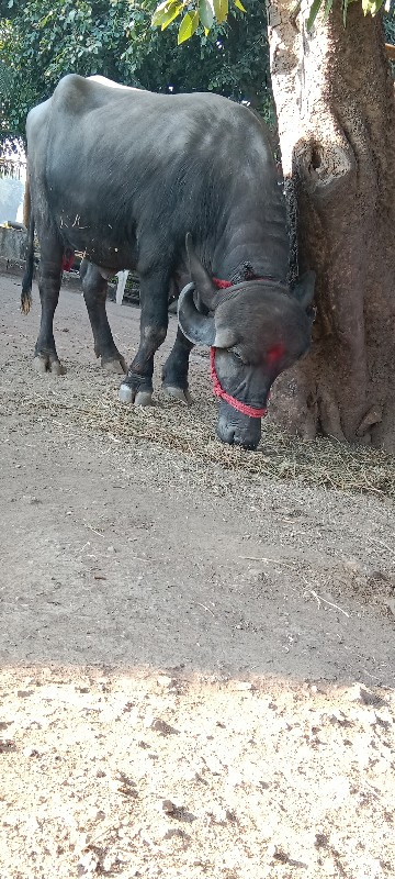 એસ વેચવાની છે