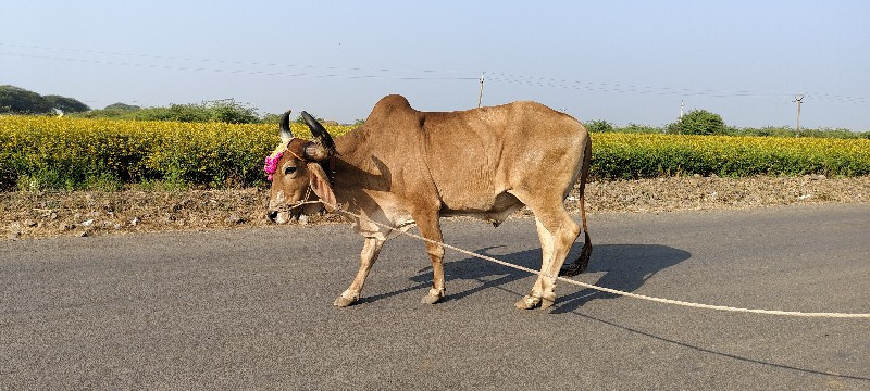 ફુલ જવાબદારી થી...