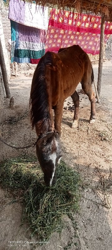 ઘોડી વેચવાની છે