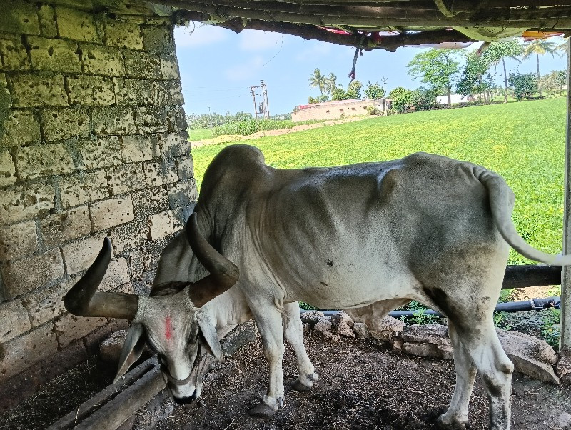 બળદ વેચવાનો છે