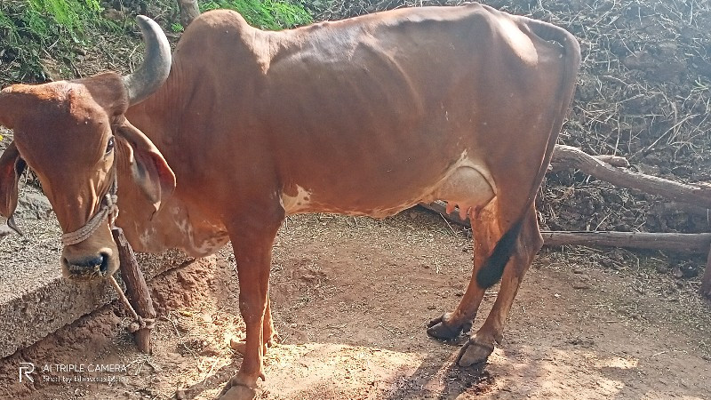 ગાય વેચવાની છે