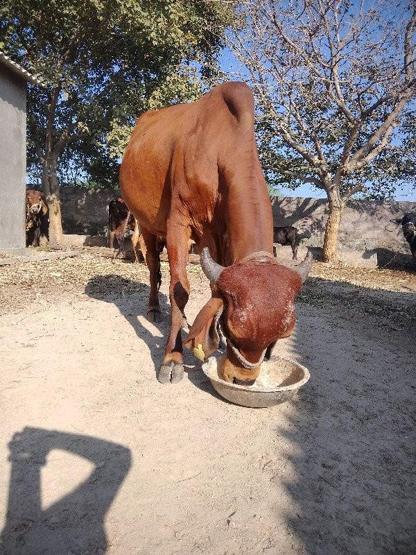 ગીર ગાય