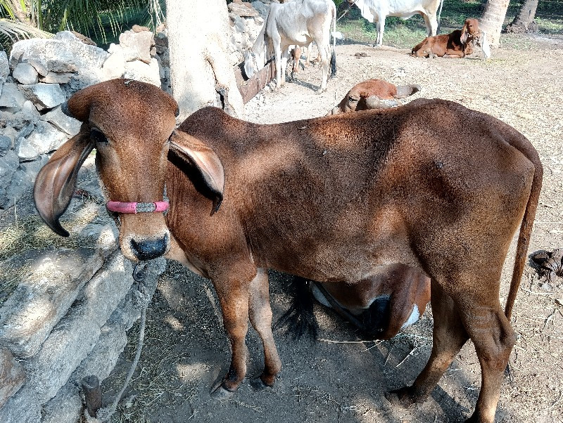 વાસઙી વેચવાની છ...