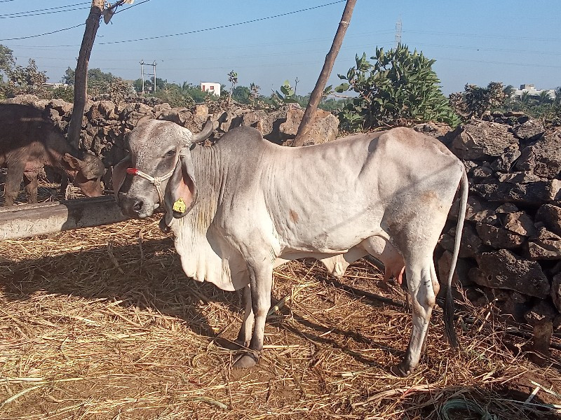 બે ગાયું વેચવાન...