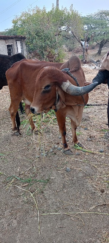 ગાય વેચવાની છે