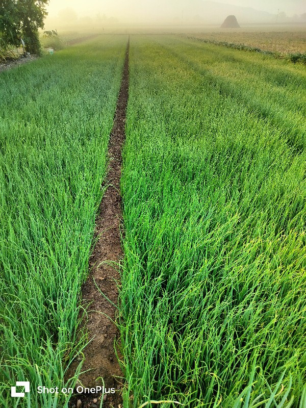 ડુંગળીનો રોપ ડુ...