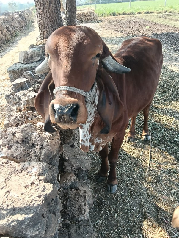 હોડકી બોવ સારી...