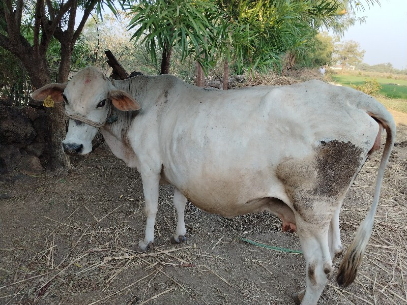 ગાય વેચવાની‌છે