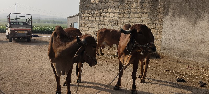 બળદ વેચવા ના છે