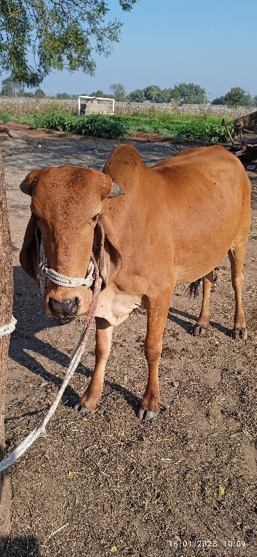 વાસડી