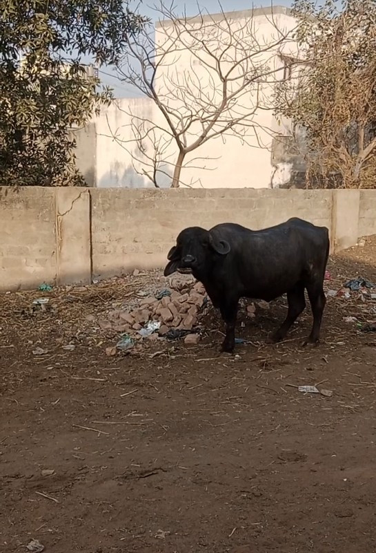 ખડેલી વેચવાની છ...