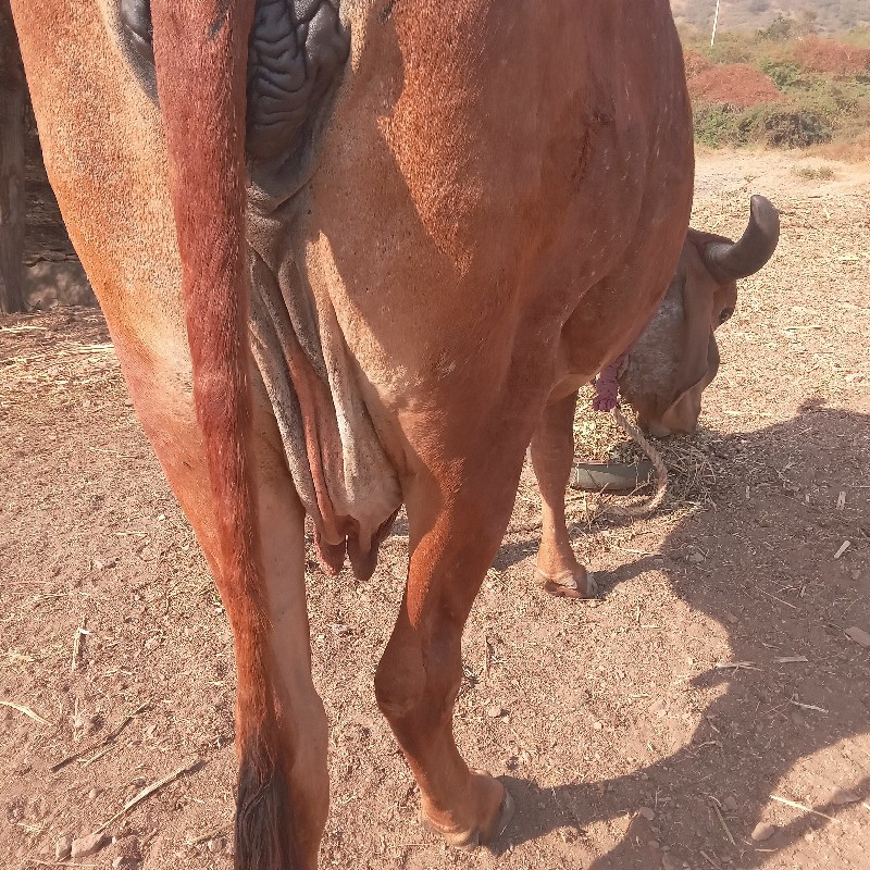 ગાયવેચવેનીછે