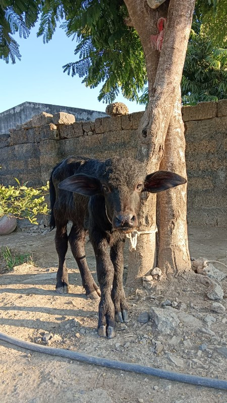 ભેંસ વેચવાની સે...