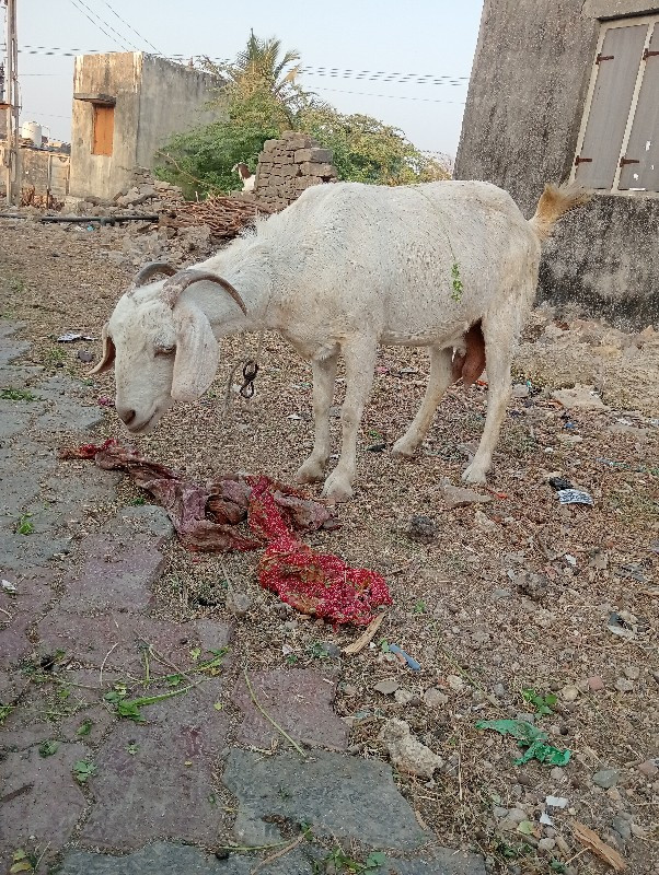 અઢી મહિના ઘાભણ...