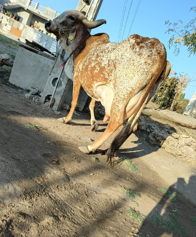 ગીર ગાય વેસ્વાન...