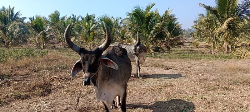 ગોધલા વેચવાના છ...