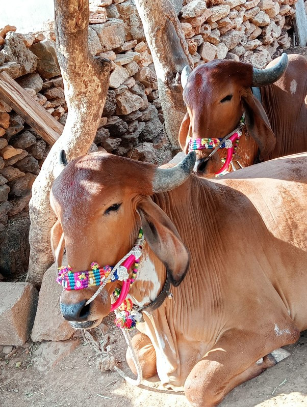 ગોધલા વેસવાના સ...