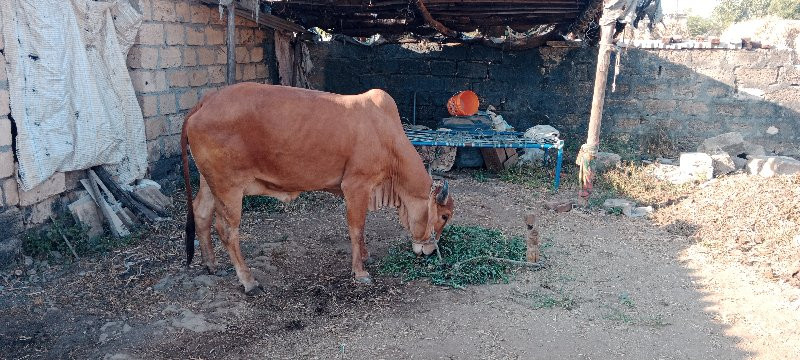 ગાય વેચવા નીછે