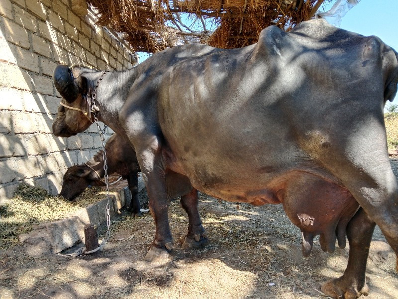 ભેંસ વેચવાની છે