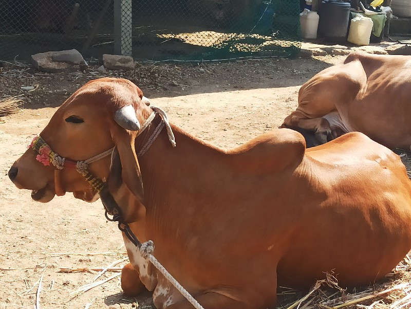 હોડકીવેચવાની છે