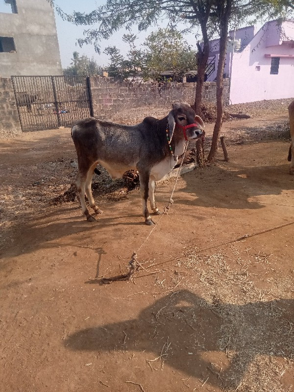 Kalyanpur Taluk...