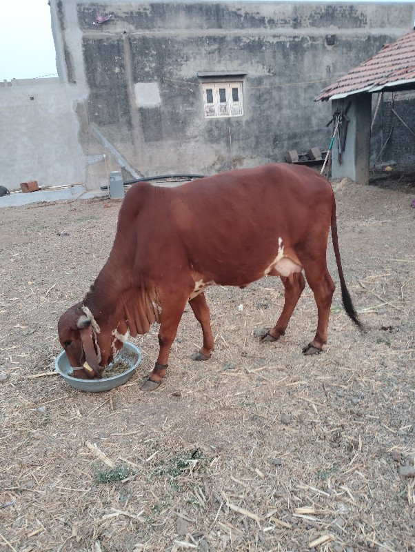 બીજુ વેતર