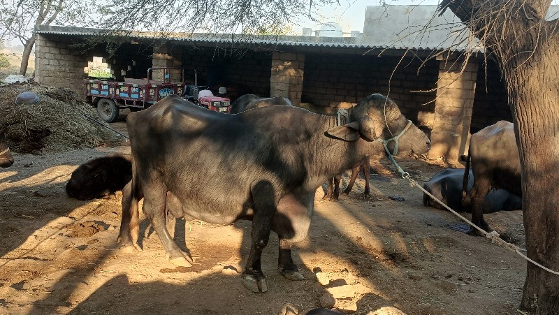 ભેંસ વેચવાની છે