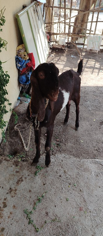 રાજસ્થાની બકરી