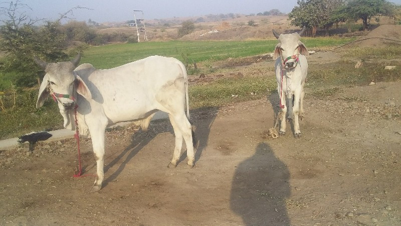 ગોઢલા વેચવાના છ...