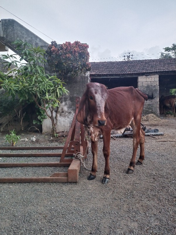 દેવા નીસે