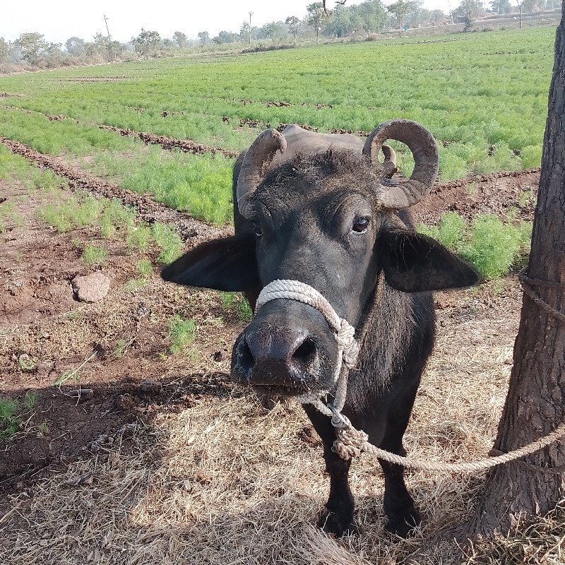 ભેંસ વેચવી