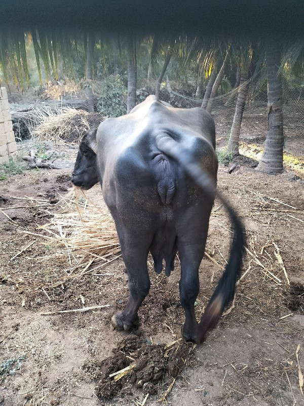 ચાર વેતરની છે