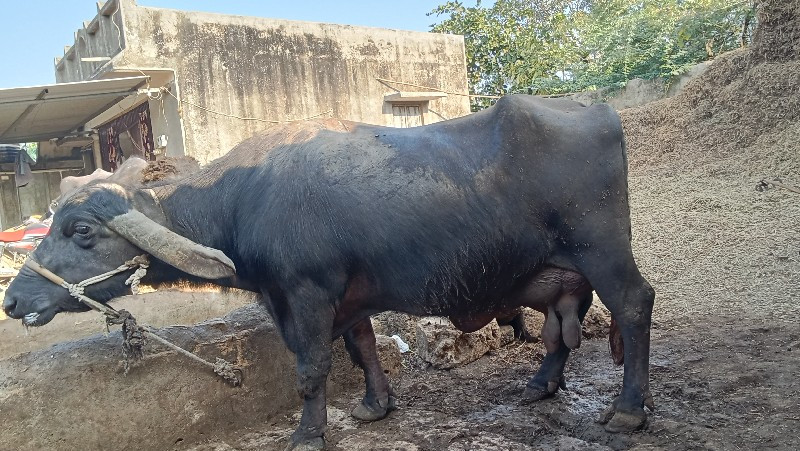 આ ભેંસ વેચવાની...